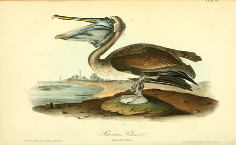 Brown Pelican (Young, Winter)