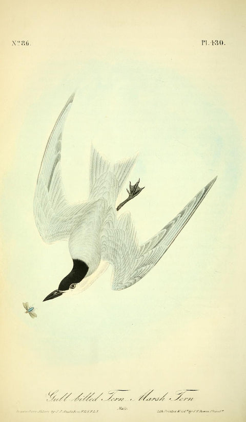 Gull-Billed Tern or Marsh Tern