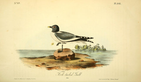 Fork-Tailed Gull