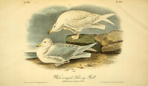 White-Winged Silvery Gull