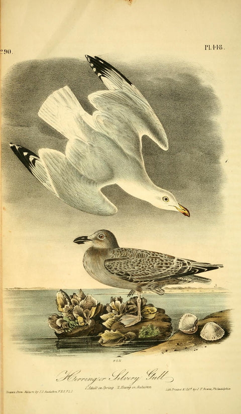 Herring or Silvery Gull