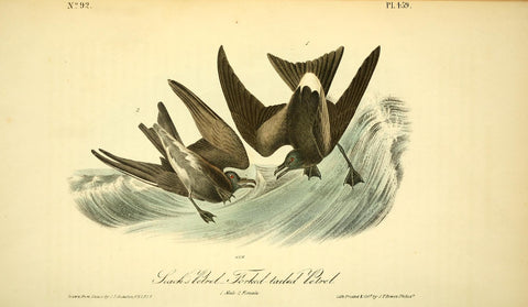 Leach's Petrel - Fork-Tailed Petrel