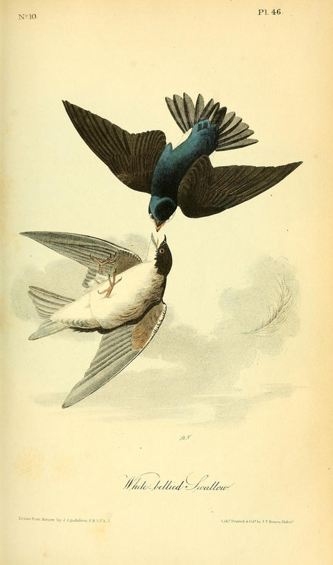 White-Bellied Swallow