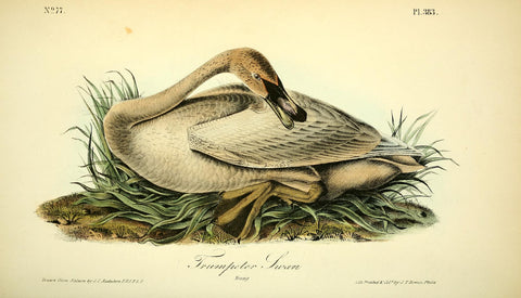 Trumpeter Swan (Young)