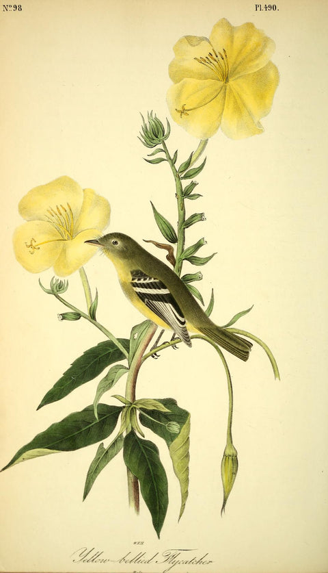 Yellow-Bellied Flycatcher