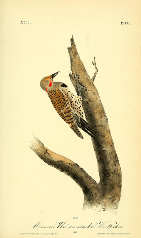 Missouri Red-Mustached Woodpecker
