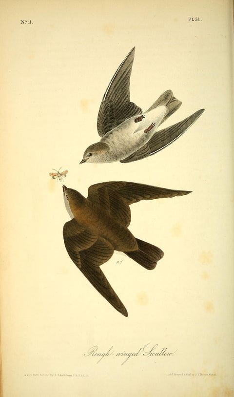 Rough-Winged Swallow