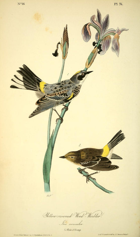 Yellow-crowned Wood Warbler