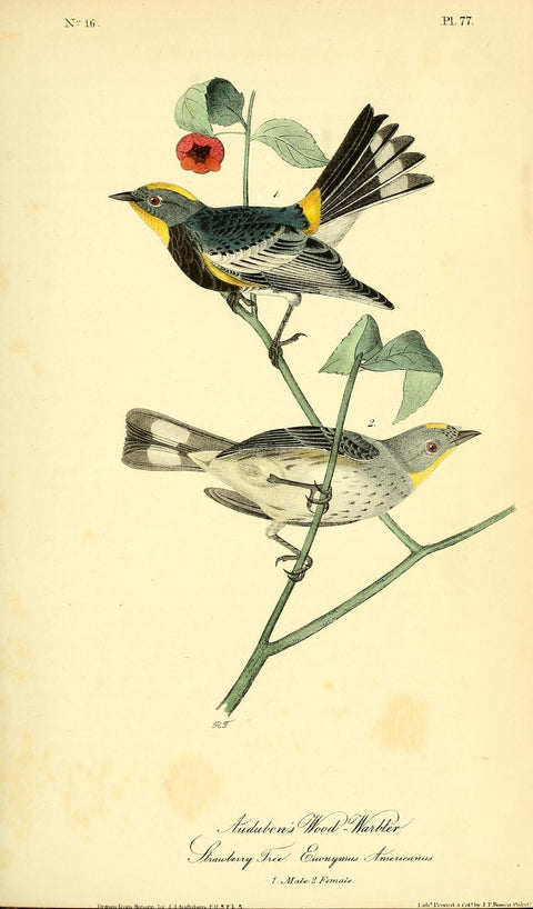 Audubon's Wood Warbler