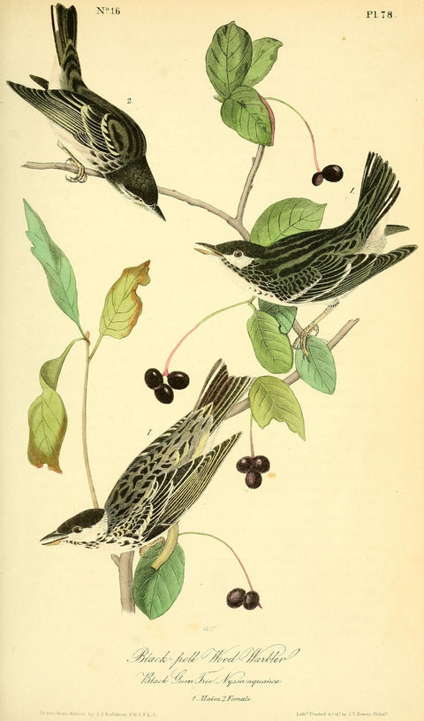 Black-poll Wood Warbler