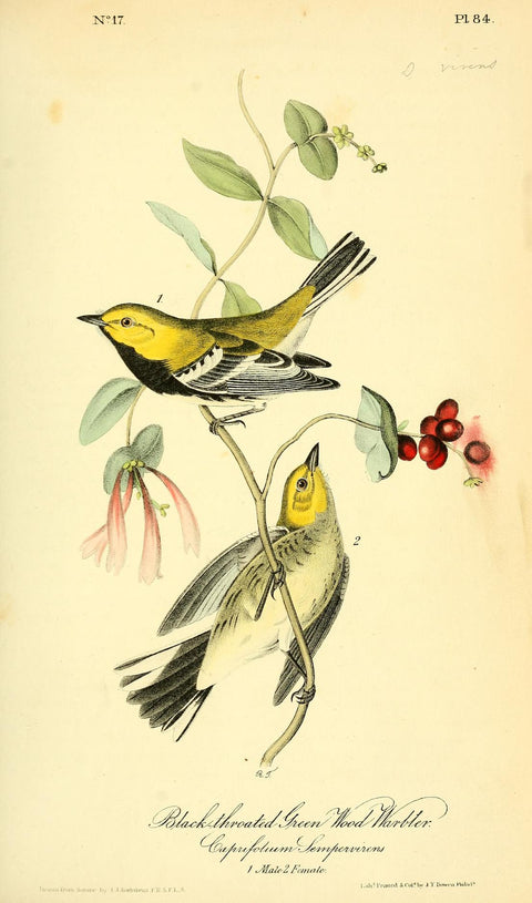 Black-throated Green Wood Warbler