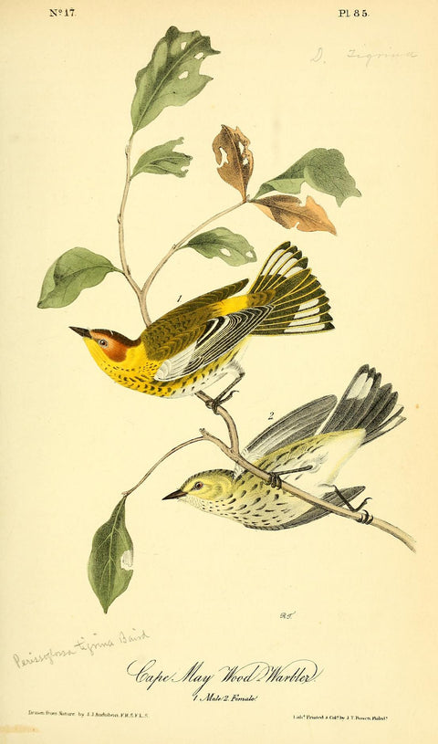 Cape May Wood Warbler