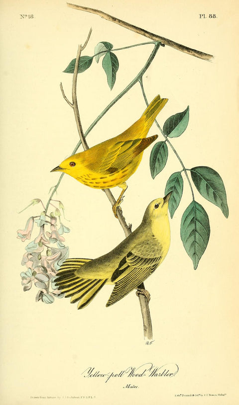 Yellow-poll Wood Warbler