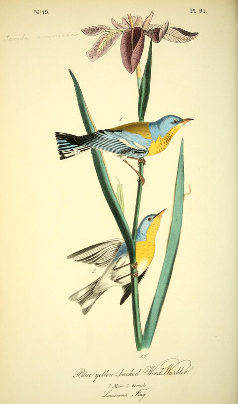 Blue Yellow-backed Wood Warbler