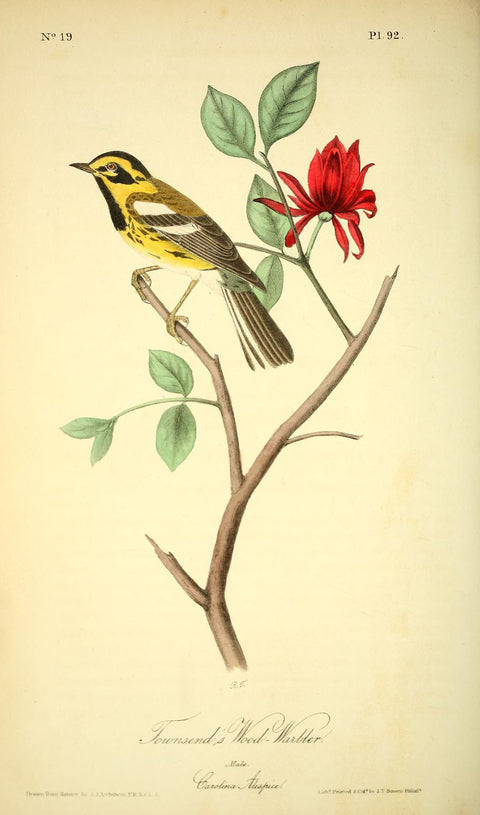 Townsend's Wood Warbler