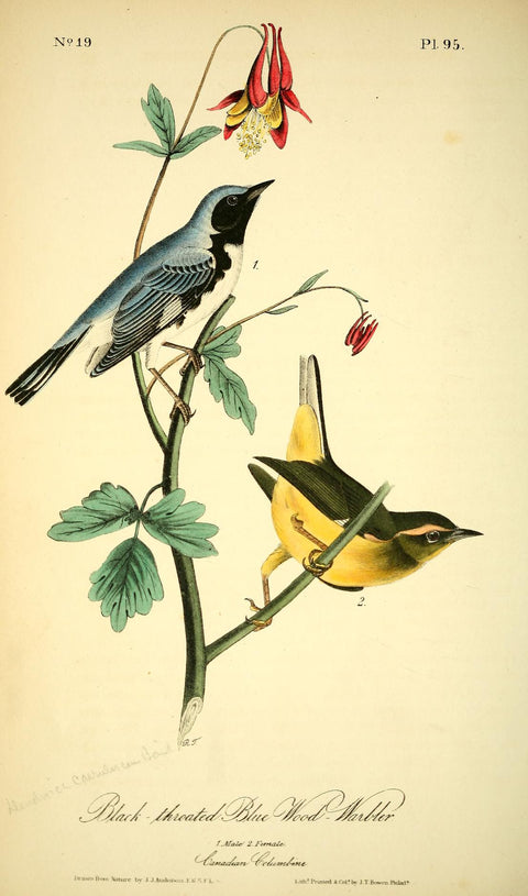 Black-throated Blue Wood Warbler