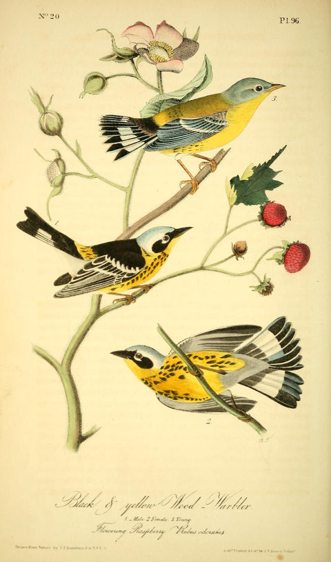 Black & Yellow Wood Warbler