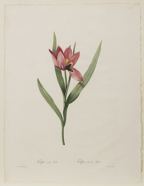 Tulipa Oculus-Solis (Agen Tulip or Sun's Eye Tulip)