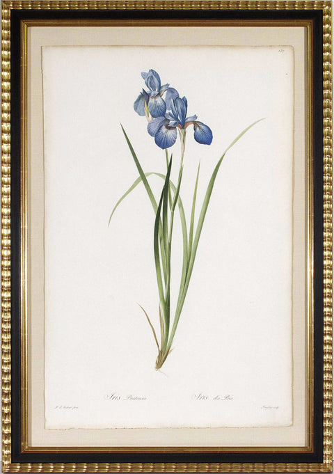 Iris Pratensis