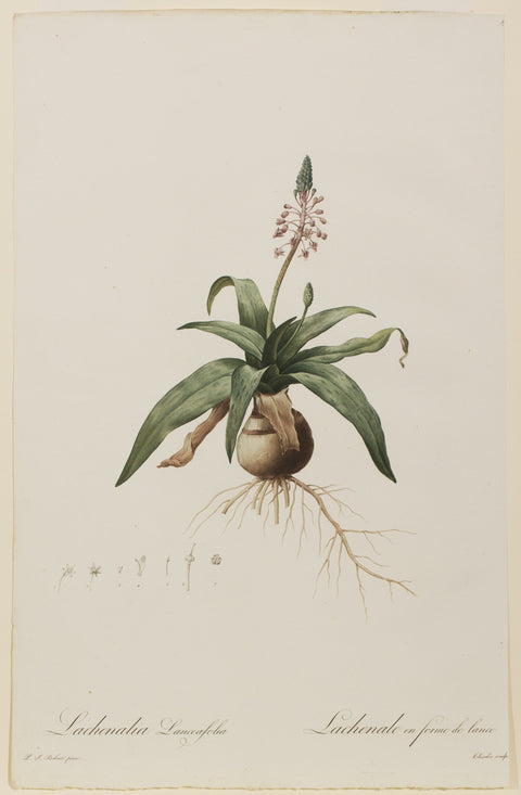 Lachenalia Lanceaefolia