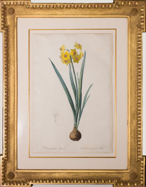 Narcissus Lazetta