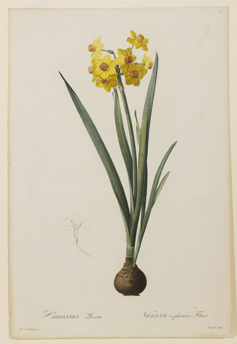 Narcissus Lazetta (Yellow Multi-flowered Narcissus)