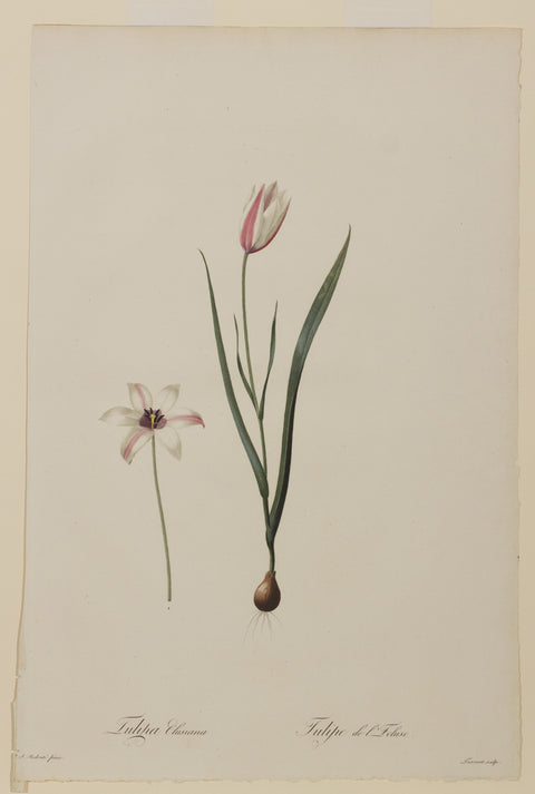 Tulipa Clusiana (Lady Tulip)