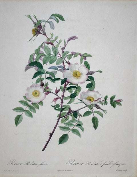 ﻿Pierre Joseph Redoute (1759-1840), Rosa Redutea glauca