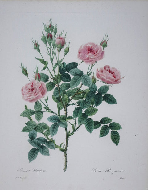 ﻿Pierre Joseph Redoute (1759-1840), Rosier Pompon
