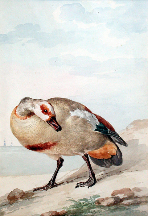 An Egyptian Goose on the Shore