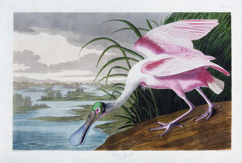 John James Audubon. Roseate Spoonbill, Plate 321.