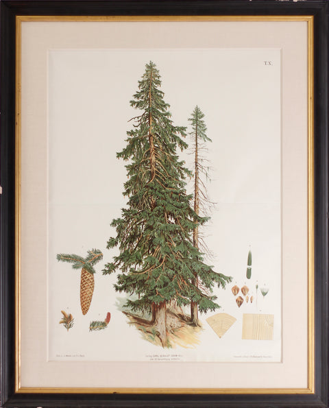 The Spruce or Red Fir