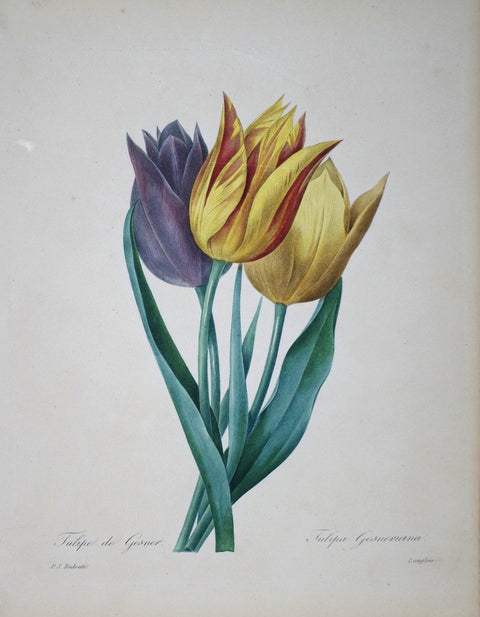 Pierre Joseph Redoute (1759-1840) Tulipe de Gesner