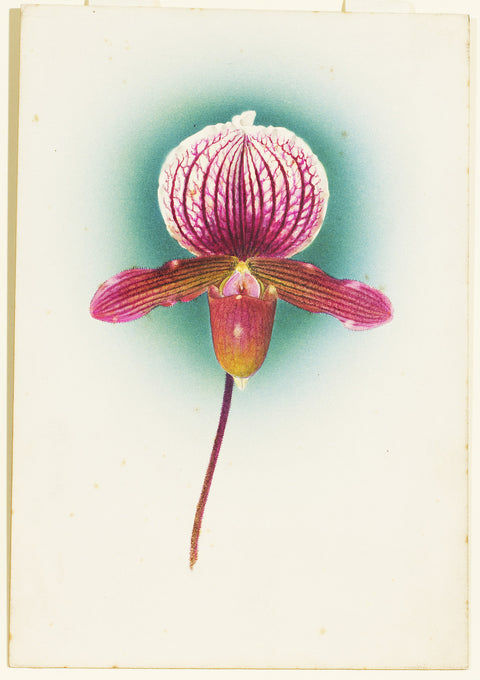 Cypripedium Orchid Variety