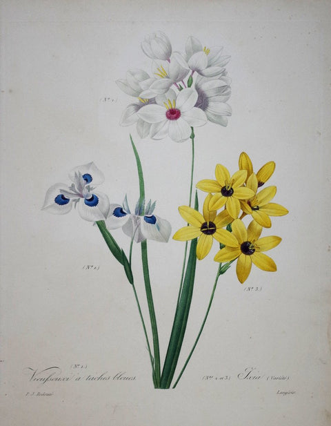 ﻿Pierre Joseph Redoute (1759-1840), Vieusseuxi a taches bleues