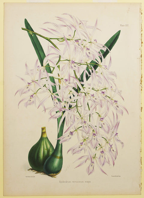 Epidendrum Verrucosum Majus
