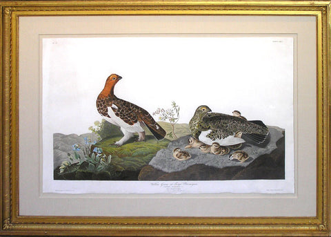 Plate 191 Willow Grouse