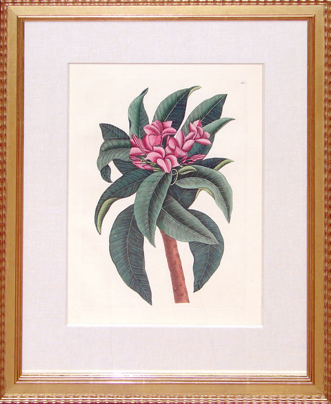 Framed-Red Frangipani