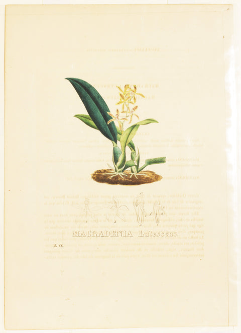 Macradenia Lutescens