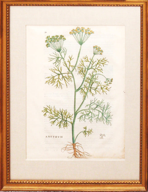 Anethum (Dill Plant)