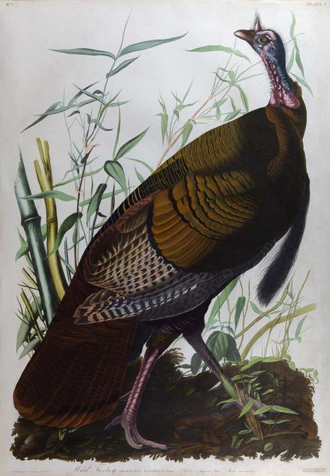 John James Audubon. Male Turkey, Plate 1.