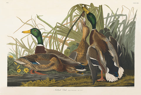 John James Audubon. Mallard Duck, Plate 221.