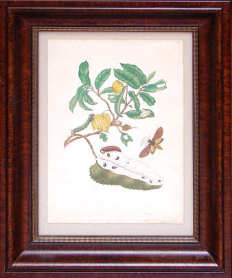 Soursop with Owlet Moth