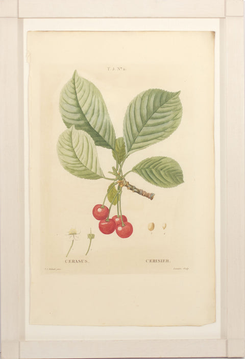 Cherries - No. 11