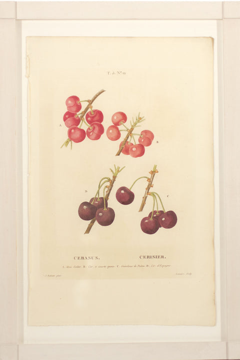 Cherries - No. 12
