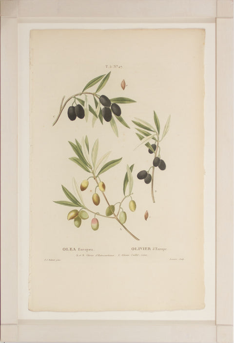Olives - No. 27