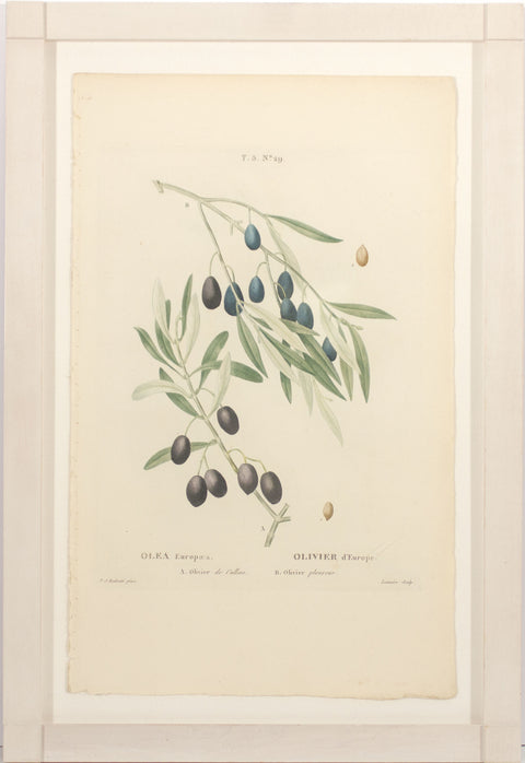 Olives - No. 29