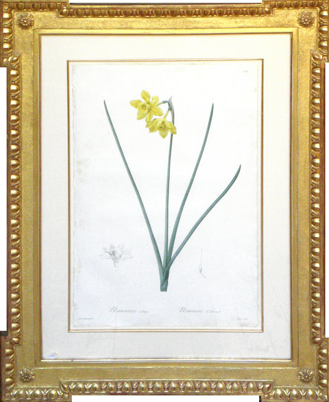 Narcissus Odorus