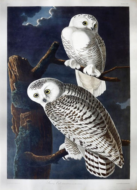 John James Audubon. Snowy Owl, Plate 121.