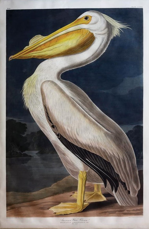 John James Audubon. White Pelican, Plate 311.